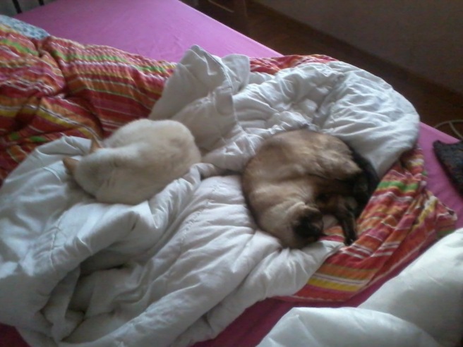 cats-on-bed